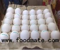 fresh eggs