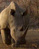 WWF releases rhino game