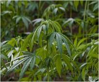 Legalizing Pot Being Pondered by Latin American States
