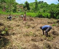 Climate Change Makes Life Tougher for Solomon Island Farmers