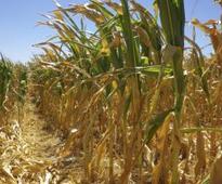 SA maize gains
