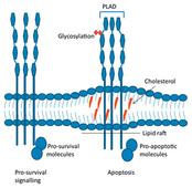 Mesenchymal Stem Cells as Vectors for Lung Cancer Therapy