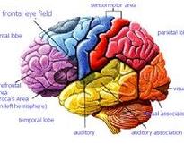 Probiotics alter brain func...