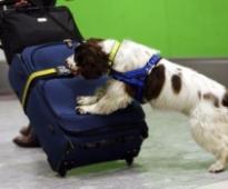 Bihar to spend Rs.17 crore on 200 police dogs