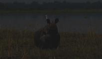 Rhino carcass with horn removed found in Kaziranga