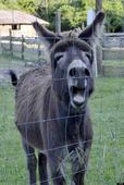 Hungarian Pensioner Dragged From Scooter And Killed By Donkeys (PICTURES)