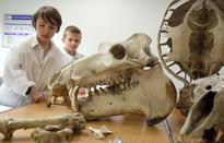 Exploring the extraordinary science of bones