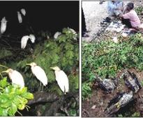 Fallen tree branch kills eagles
