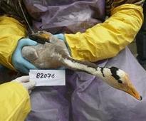 Tracking bird flu: US wildlife workers on the front line against deadly strains