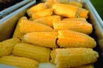 National Maize targets EGP 99mln profit in FY13
