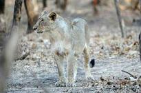 Lioness sets a record, gives birth to five cubs in Gir