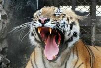 Dwindling gene pool poses threat to tigers