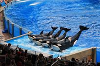 Orlando theme parks brace themselves for SeaWorld's new Antarctica attraction