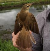 Gates Cambridge Scholars: The Mysterious Lives of Globetrotting Birds