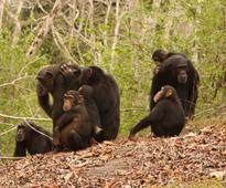 Researchers find that adult wild chimpanzees developed certain immunity against malaria parasites