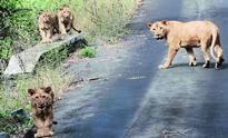 Even after green nod, it''s a long way for Mulayam''s lion safari