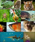 World Biodiversity Day May 22 to highlight extinction challenge