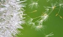 Pollen forecasts from the Met Office