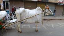 Chaos and classics meld in Delhi, India