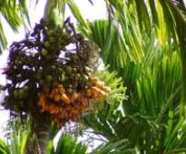 Govt raises arecanut import floor price, to protect growers