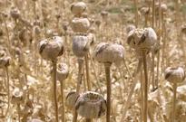 Afghanistan to destroy 15,000 hectares of poppy fields