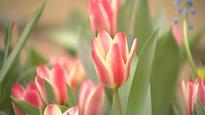 Garden centres count the cost of the extended winter