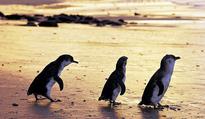 Guide at a glance: Phillip Island