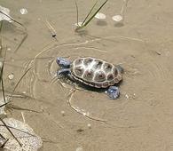 Terrapin teaches fifth-graders about life cycle in Chesapeake Bay