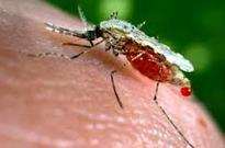New drug to combat malaria ...