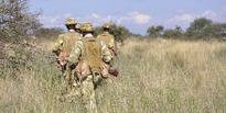 KWS relocates 15 rogue elephants