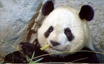 Spanish-born panda cubs Po and De De back in China