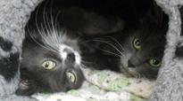 Pets Corner: Can you give Tiggy and Ruby a new home?