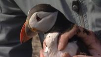 Farne Islands' puffins stand up to be counted