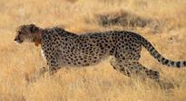While speed of cheetahs is amazing, scientists in awe of their acceleration, power, agility