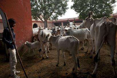 'A cow's life is more precious than a human being's' 'A cow's life is more precious than a human being's'