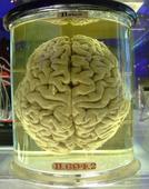 Humans Getting Dumber Over the Years?