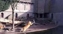 Video: Lioness kills heron at the Artis Royal Zoo, Amsterdam