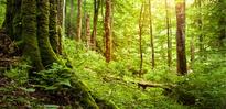 Celebrate our Forests on World Forestry Day
