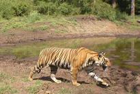 Royal Bengal Tiger count in Sunderbans is 103