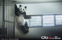 Giant pandas enjoy cooling air in Changsha