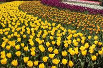 Tulips from Amsterdam
