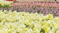 Tulip Festival businesses hurting with move