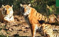 Nothing special about STPF for Similipal Tiger Reserve