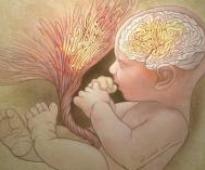 Scientists find clues to autism risk in placentas