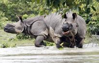 Female rhino killed in Assam's Manas National Park
