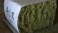 Hay Exporter To Open North Carolina Plant