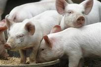 Outbreak of deadly piglet virus spreads to 13 states