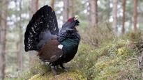 Scots wildlife 'faces rising threat'