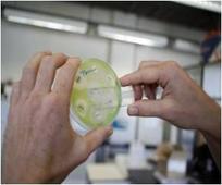 In MRSA, Receptor Proteins may Hold Clues to Antibiotic Resistance