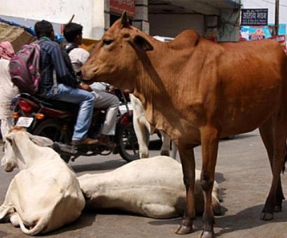 How Indians worship, yet neglect, the cow How Indians worship, yet neglect, the cow